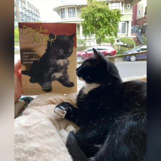 Illustration de l'article : Dans cette célèbre librairie, des chats occupent les rayons depuis 1987 (vidéo)