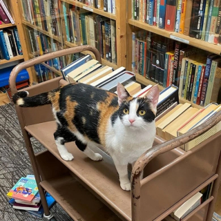 Illustration de l'article : Dans cette célèbre librairie, des chats occupent les rayons depuis 1987 (vidéo)