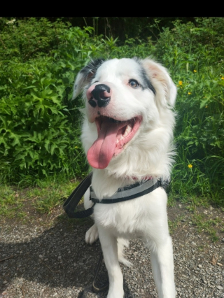 Illustration de l'article : Des vétérinaires tentent de sauver un chien avec une brochette de 20 centimètres coincée dans l’estomac