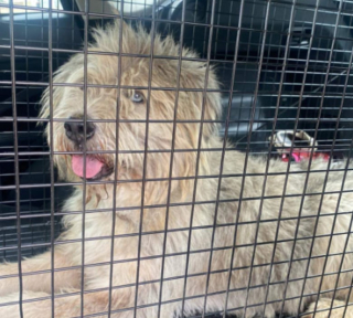 Illustration de l'article : Errant depuis plus d’un an, ce chien est enfin attrapé par une professionnelle de la capture et dormira au chaud pour Noël !