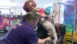 Illustration de l'article : La gérante d’un salon de toilettage propose généreusement ses services à des chiens de personnes sans-abris