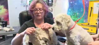 Illustration de l'article : La gérante d’un salon de toilettage propose généreusement ses services à des chiens de personnes sans-abris