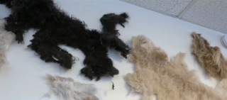 Illustration de l'article : La gérante d’un salon de toilettage propose généreusement ses services à des chiens de personnes sans-abris