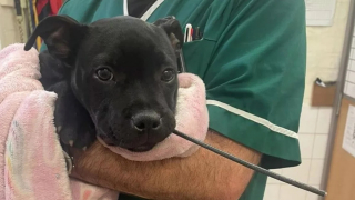 Illustration de l'article : Un accident domestique oblige un chiot de 3 mois gravement blessé à la mâchoire à passer plusieurs jours à la clinique vétérinaire