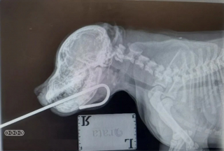 Illustration de l'article : Un accident domestique oblige un chiot de 3 mois gravement blessé à la mâchoire à passer plusieurs jours à la clinique vétérinaire