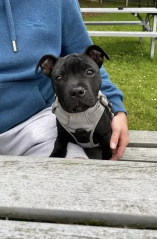 Illustration de l'article : Un accident domestique oblige un chiot de 3 mois gravement blessé à la mâchoire à passer plusieurs jours à la clinique vétérinaire