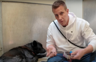 Illustration de l'article : Grâce à une méthode douce, une chienne abandonnée sort de sa torpeur et s’apprête à écrire la suite de son histoire (vidéo)