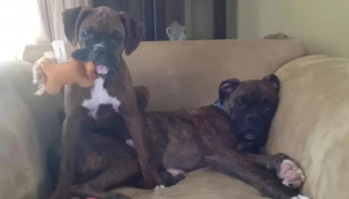 Illustration de l'article : 10 photos de chiens qui adorent s’allonger… sur d’autres chiens !