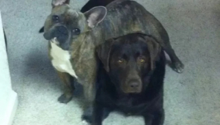 Illustration de l'article : 10 photos de chiens qui adorent s’allonger… sur d’autres chiens !