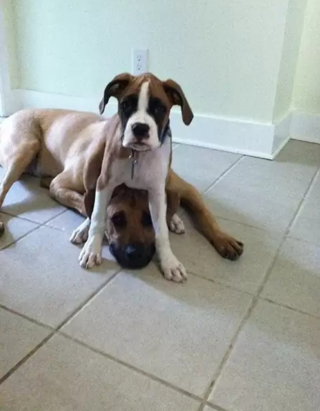 Illustration de l'article : 10 photos de chiens qui adorent s’allonger… sur d’autres chiens !