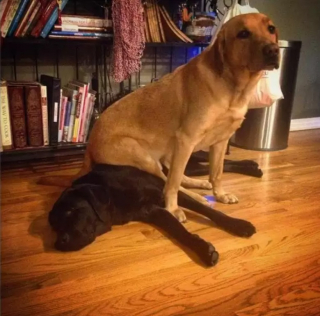 Illustration de l'article : 10 photos de chiens qui adorent s’allonger… sur d’autres chiens !