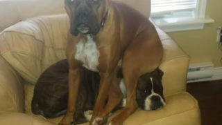 Illustration de l'article : 10 photos de chiens qui adorent s’allonger… sur d’autres chiens !