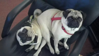 Illustration de l'article : 10 photos de chiens qui adorent s’allonger… sur d’autres chiens !