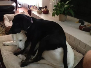 Illustration de l'article : 10 photos de chiens qui adorent s’allonger… sur d’autres chiens !