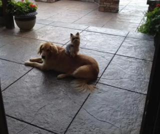 Illustration de l'article : 10 photos de chiens qui adorent s’allonger… sur d’autres chiens !