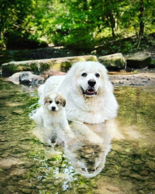 Illustration de l'article : 10 photos de chiens réunissant le chiot et l’adulte pour montrer qu’ils ont bien grandi