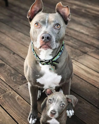 Illustration de l'article : 10 photos de chiens réunissant le chiot et l’adulte pour montrer qu’ils ont bien grandi