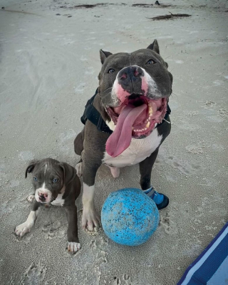 Illustration de l'article : 10 photos de chiens réunissant le chiot et l’adulte pour montrer qu’ils ont bien grandi