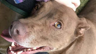 Illustration de l'article : Traumatisée par l’Homme, cette petite chienne aura attendu plus de 2 ans avant de trouver sa famille pour la vie