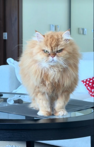 Illustration de l'article : Ce chat capricieux sait comment se faire obéir pour être chouchouté par sa maîtresse (vidéo)