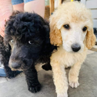 Illustration de l'article : Une expérience démontre que les chiens cohabitant dans un même box au refuge sont plus apaisés et maximisent leurs chances d’être adoptés