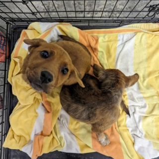 Illustration de l'article : Une expérience démontre que les chiens cohabitant dans un même box au refuge sont plus apaisés et maximisent leurs chances d’être adoptés