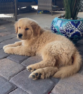 Illustration de l'article : Un chiot n’hésite pas à enfreindre les règles fixées par sa maîtresse pour aller s’amuser avec ses frères canins (vidéo)