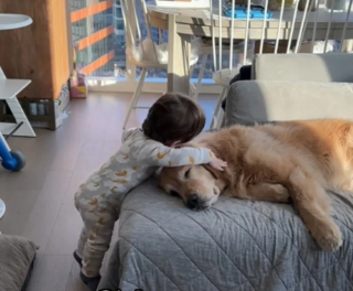 Illustration de l'article : Ayant grandi aux côtés d’un Golden Retriever, un jeune enfant adopte des comportements similaires qui attendrissent ses parents et les internautes (vidéo)