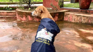 Illustration de l'article : Un homme entreprend de parcourir l’Inde avec sa chienne et fait des rencontres bouleversantes (vidéo)