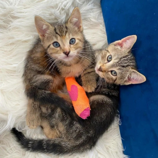 Illustration de l'article : Des chatons touchés par des malformations aux pattes se laissent porter par leur soeur courageuse et pleine de vie