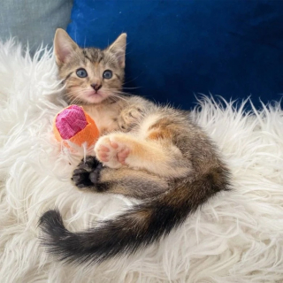 Illustration de l'article : Des chatons touchés par des malformations aux pattes se laissent porter par leur soeur courageuse et pleine de vie