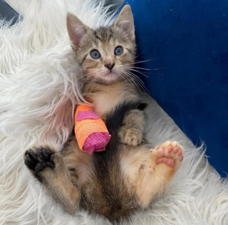 Illustration de l'article : Des chatons touchés par des malformations aux pattes se laissent porter par leur soeur courageuse et pleine de vie