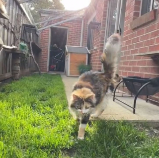 Illustration de l'article : 11 chats chanceux profitent d’un espace unique construit en extérieur rien que pour eux (vidéo)