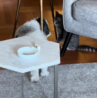 Illustration de l'article : Des propriétaires capturent en vidéo le premier rapprochement amical entre leur chien et une jeune chatte récemment adoptée