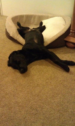 Illustration de l'article : 10 photos de chien qui dorment n’importe comment