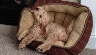 Illustration de l'article : 10 photos de chien qui dorment n’importe comment