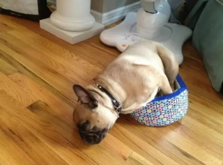 Illustration de l'article : 10 photos de chien qui dorment n’importe comment