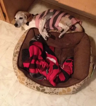 Illustration de l'article : 10 photos de chien qui dorment n’importe comment