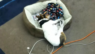 Illustration de l'article : 10 photos de chien qui dorment n’importe comment