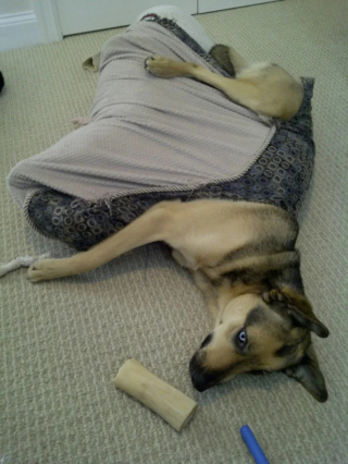 Illustration de l'article : 10 photos de chien qui dorment n’importe comment