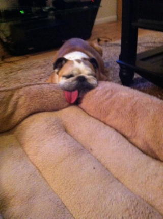 Illustration de l'article : 10 photos de chien qui dorment n’importe comment