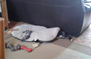 Illustration de l'article : 10 photos de chien qui dorment n’importe comment