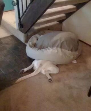 Illustration de l'article : 10 photos de chien qui dorment n’importe comment