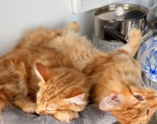 Illustration de l'article : Fusionnels, ces chats Maine Coon bientôt adultes essaient de se lover au même étage d’un arbre à chat (vidéo)