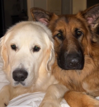 Illustration de l'article : Alors que des chiens aboient sur un ouvrier, un Berger Allemand les rappelle à l’ordre (vidéo)