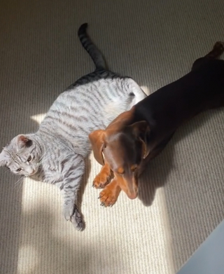 Illustration de l'article : Un chat accepte progressivement la présence du nouveau chien de la maison (vidéo) 