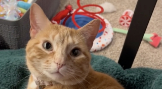 Illustration de l'article : Une chatte surmonte son traumatisme d’abandon grâce au soutien d’un nouveau compagnon (vidéo)