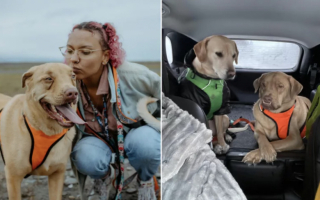 Illustration de l'article : Tombée sous le charme d’un chien à l’apparence atypique, une jeune femme partage son expérience d’un quotidien joyeux et tendre