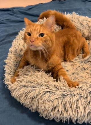 Illustration de l'article : Ce chat atteint d&rsquo;une maladie rare fait fondre les c&oelig;urs en recevant une d&eacute;licieuse friandise (vid&eacute;o)