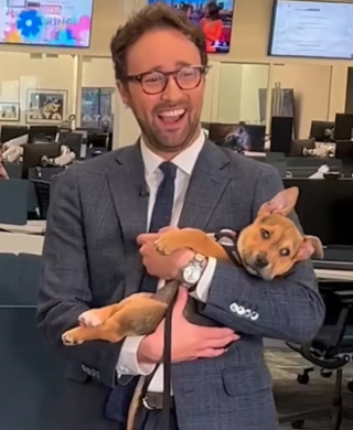 Illustration de l'article : Ce chiot qui s’endort dans les bras d’un présentateur alors qu’il apparaît à l’antenne a fait chavirer le cœur de nombreux téléspectateurs (vidéo)